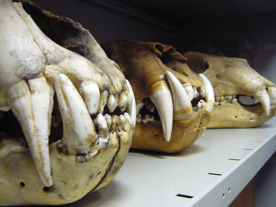 skulls with pointed, interlocking canine teeth arranged in a row on a metal shelf