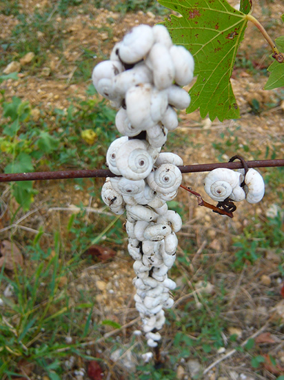 white snails covering a fence post in a vinyard
