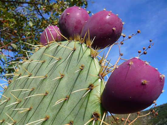 purple prickly pear on a cactus againt a bright blue sky