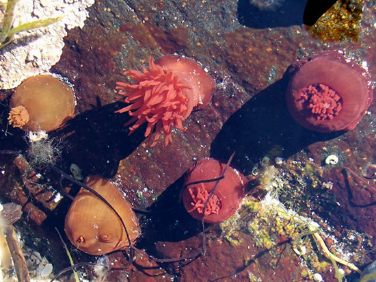 sea Anemones and sea weed in a clear rock pool