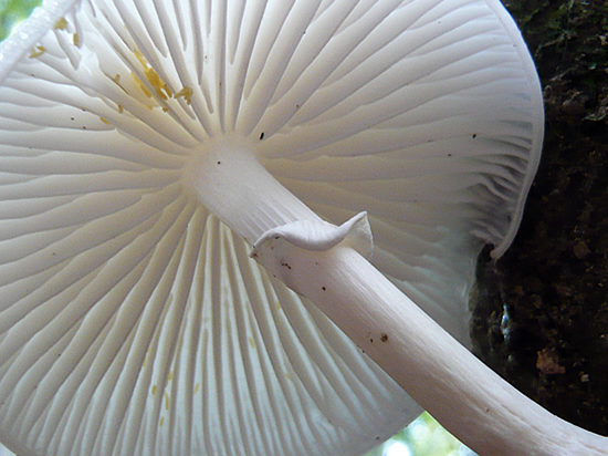 close-up view of the underside of a mushroom, showing the lamelles and spores