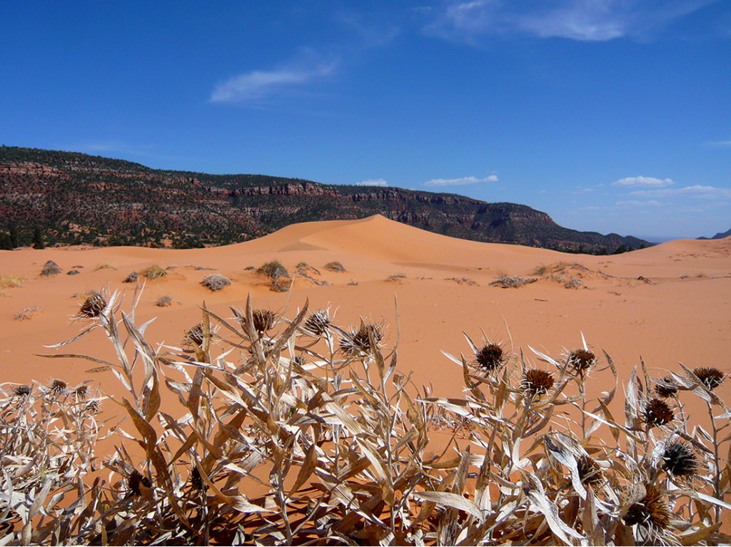 dry plants in foreground, pink sand dunes with cliffs in distance against a blue sky