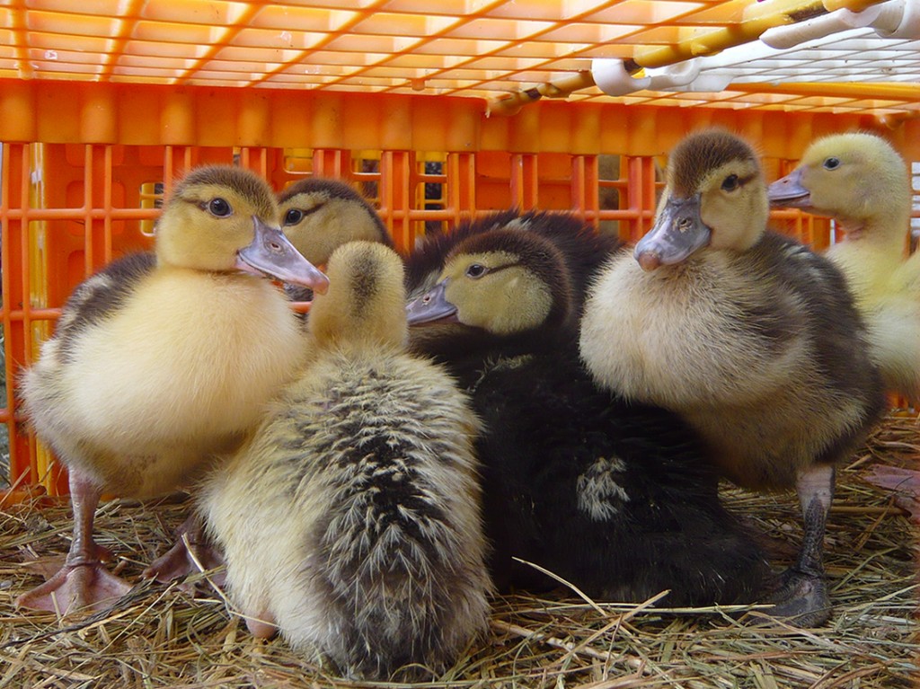 ducklings in a plastic cage