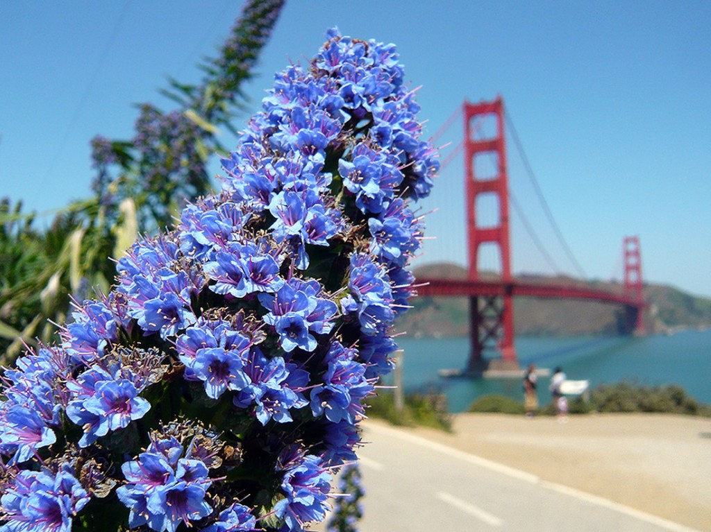 blue flowers (echium callithyrsum or Taginaste azul)  in for ground, san francisco's golden gate bridge out of focus in back ground