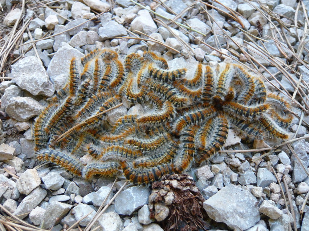 Pine processionary moth - (Thaumetopoea pityocampa) catilpillars