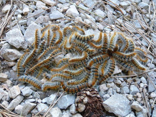 Pine processionary moth - (Thaumetopoea pityocampa) catilpillars