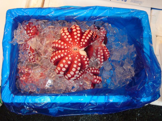 red octopus packed in ice against a blue plastic bag