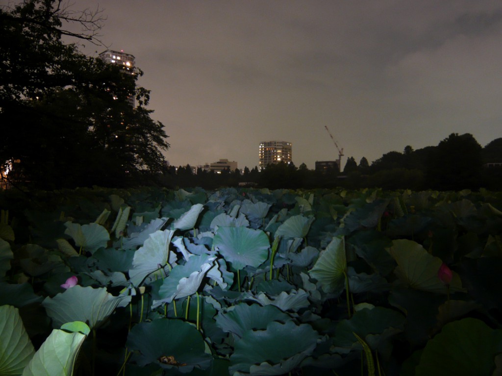 night scene - large lily pads in lit-up by a bike ligh, city skyline in the background